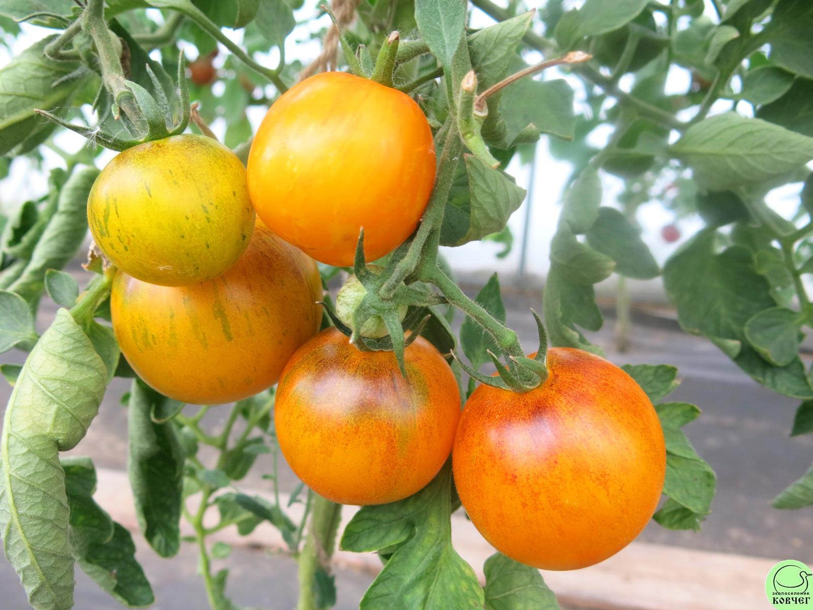 42 Полоски прошлого (7) 2018г. Семена томата Полоски прошлого