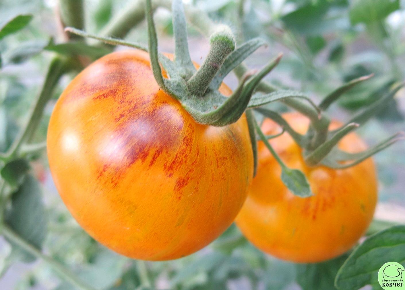 42 Полоски прошлого (9) 2018г. Семена томата Полоски прошлого