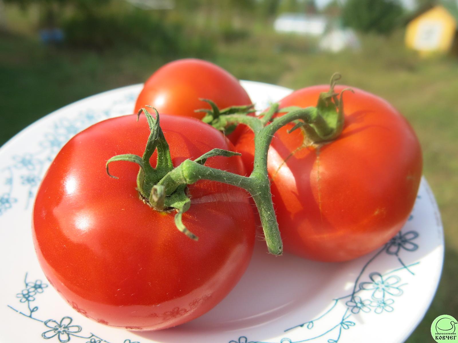 45 Сосед (3) 2024г. Семена томата Сосед