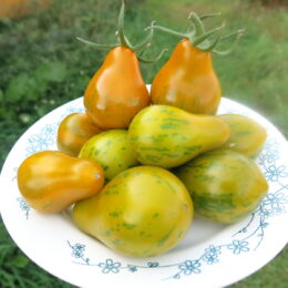 2025г. Семена томата Майкл Поллан