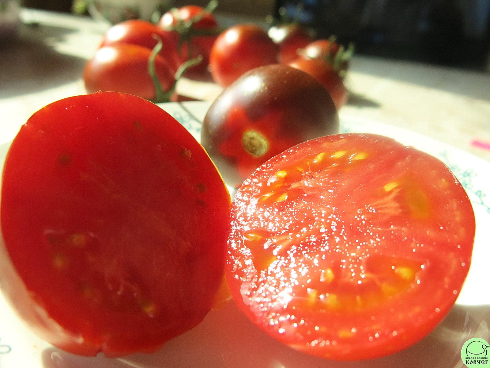 62 Огненно-синий (12) 2024г. Семена томата Огненно-синий