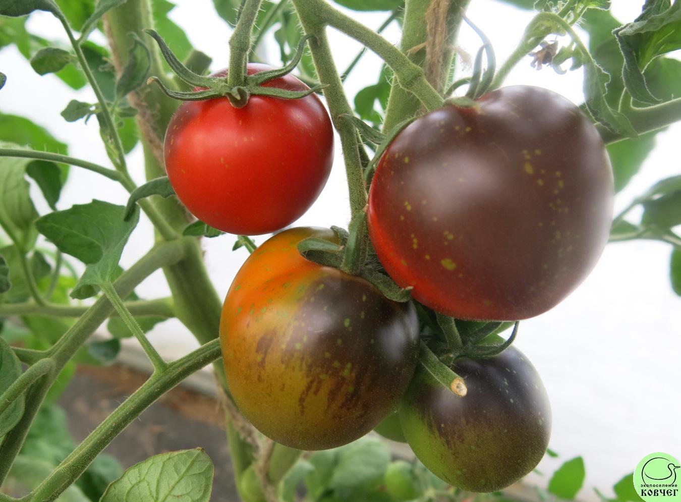 62 Огненно-синий (14) 2024г. Семена томата Огненно-синий