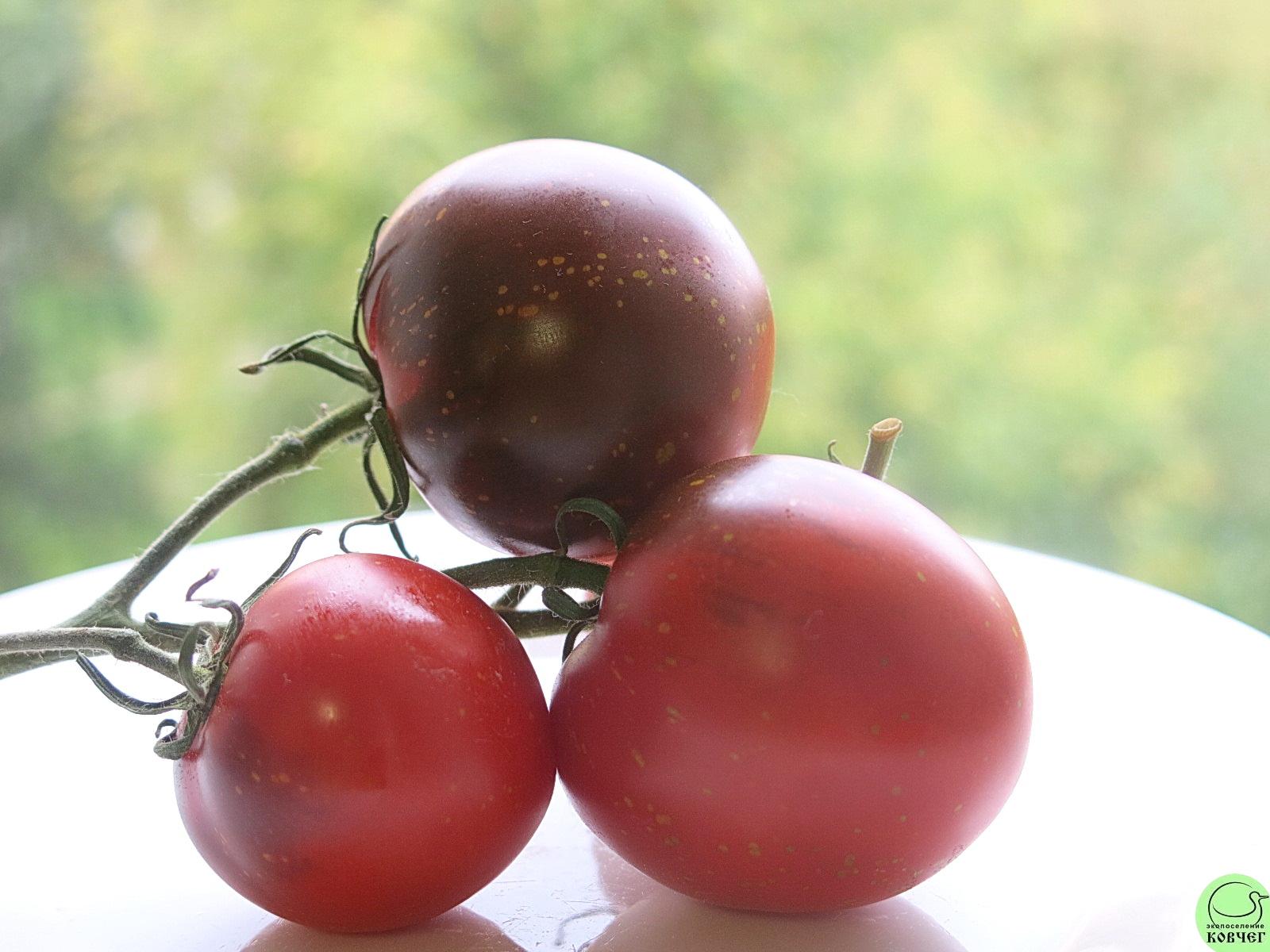 62 Огненно-синий (3) 2024г. Семена томата Огненно-синий