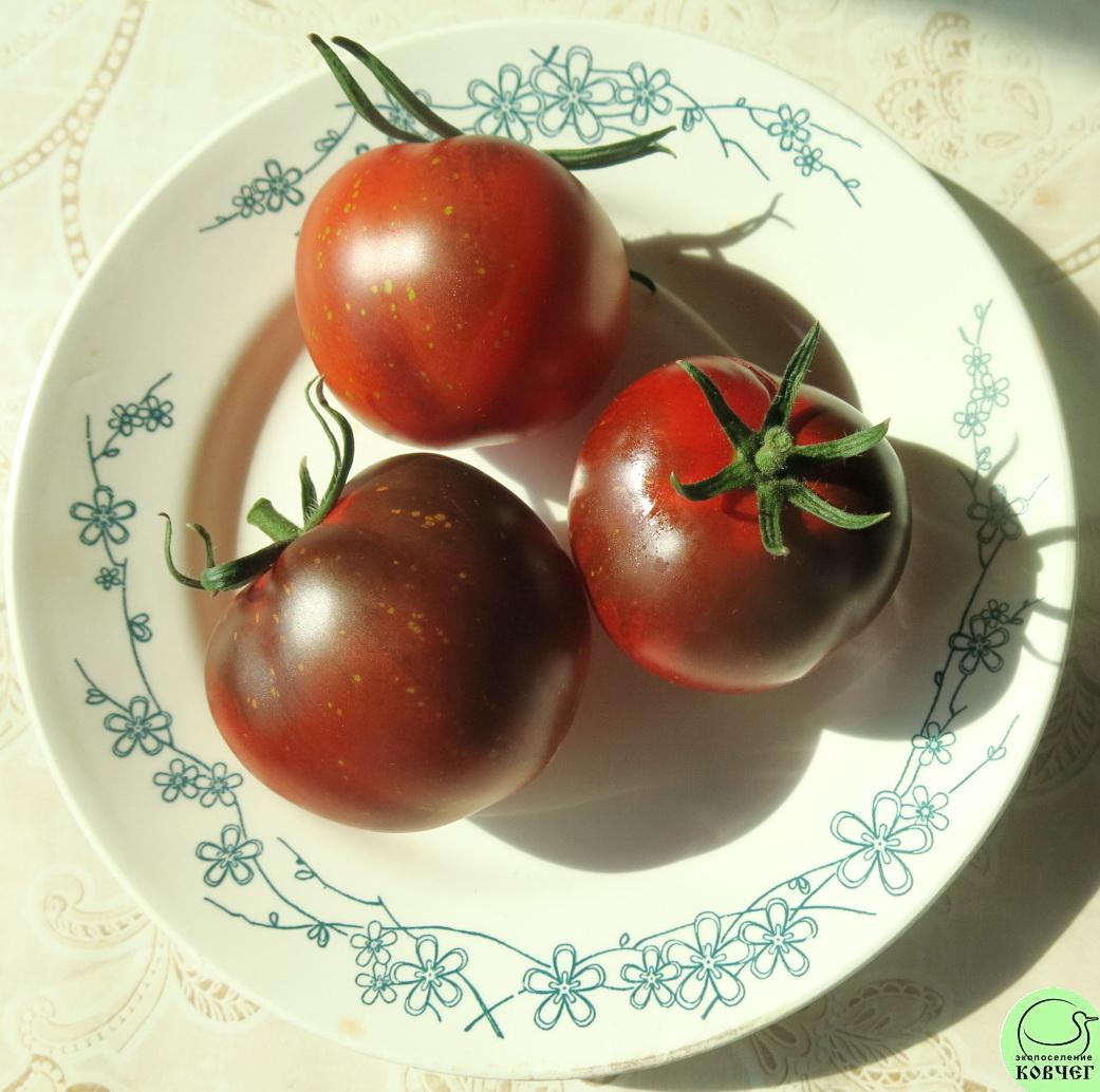 62 Огненно-синий (4) 2024г. Семена томата Огненно-синий