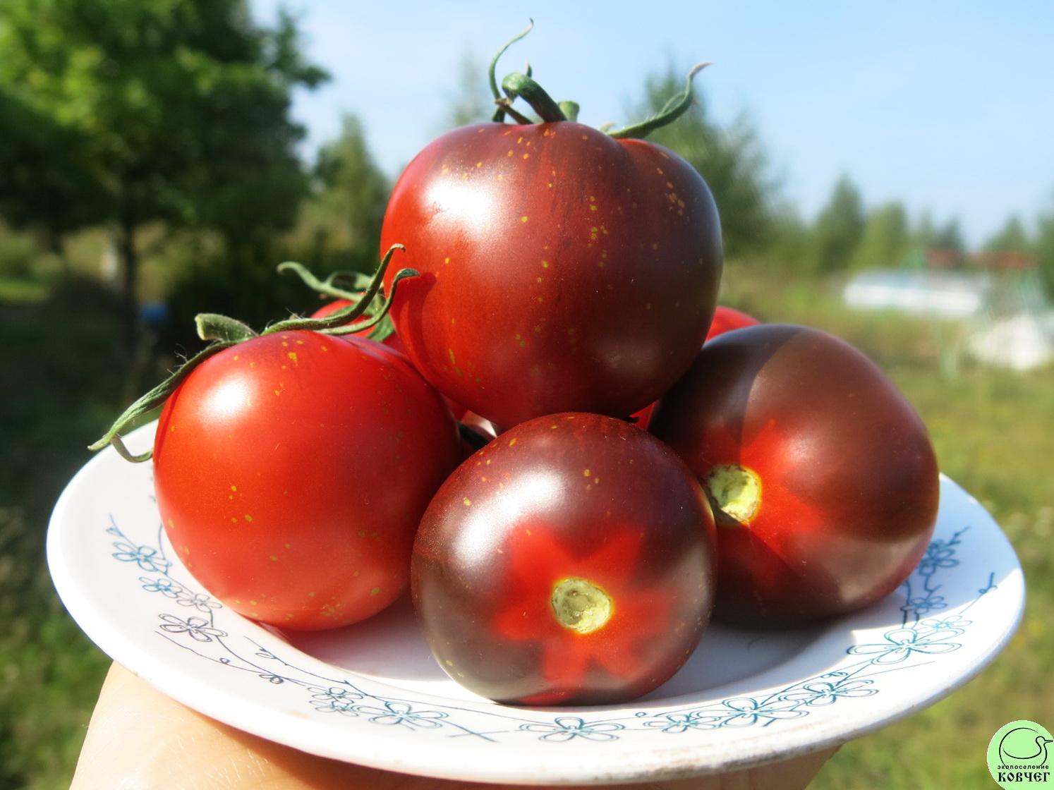 62 Огненно-синий (7) 2024г. Семена томата Огненно-синий