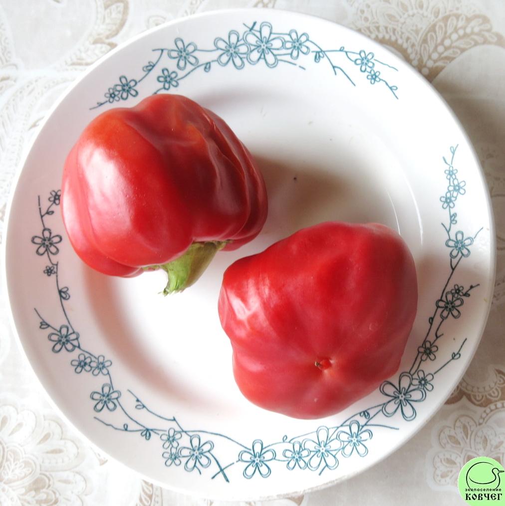 П Ю3 Радонеж (2) 2018г. Семена перца сладкого Радонеж (от Юли)