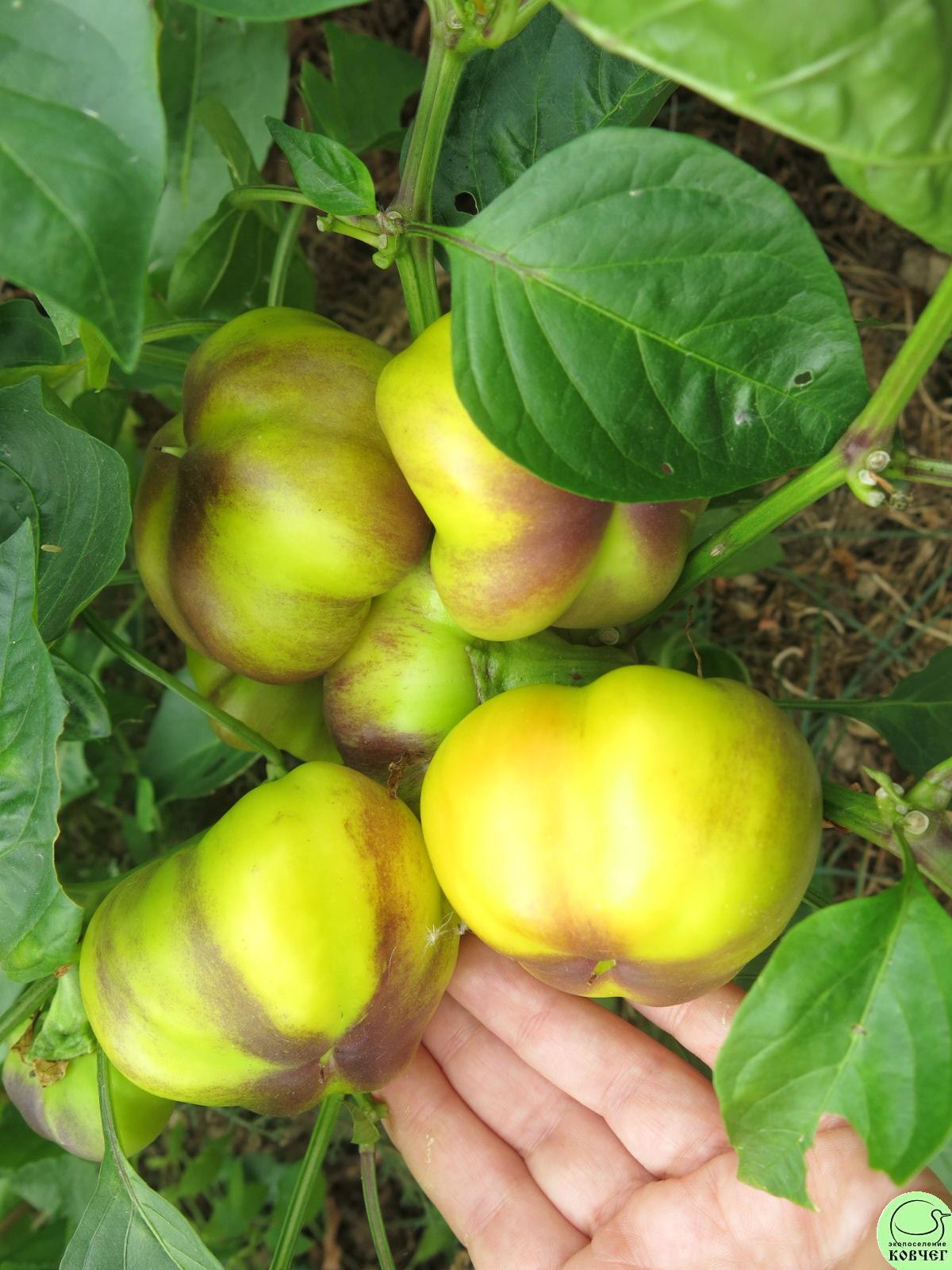 П Ю3 Радонеж (6) 2018г. Семена перца сладкого Радонеж (от Юли)