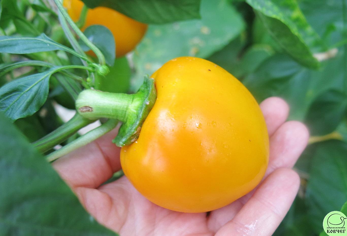 П6 Гогошар (2) 2019г. Семена перца сладкого Гогошар жёлтый