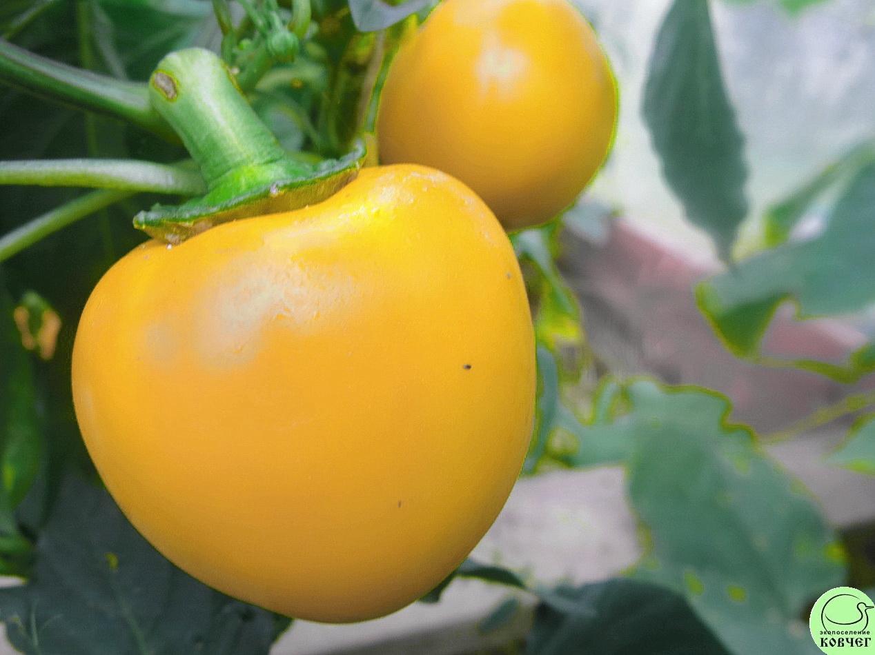 П6 Гогошар (3) 2019г. Семена перца сладкого Гогошар жёлтый