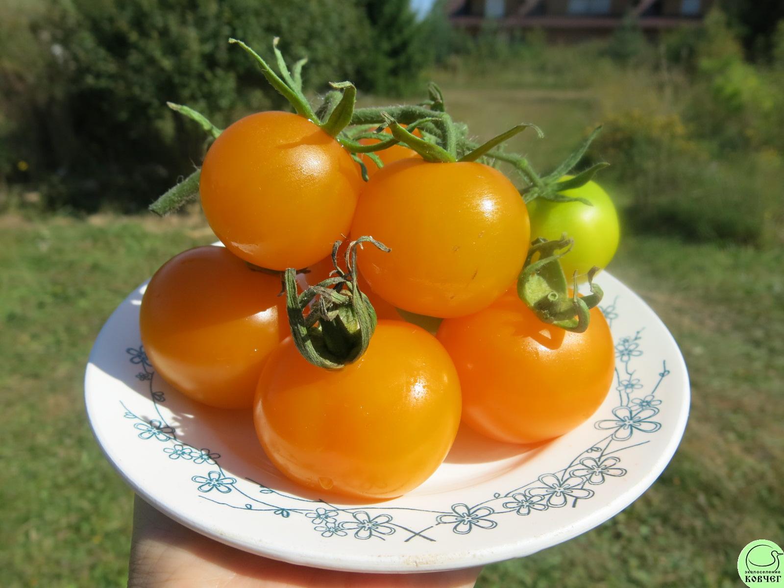 Ю4 Сластёна(10) 2024г. Семена томата Сластёна