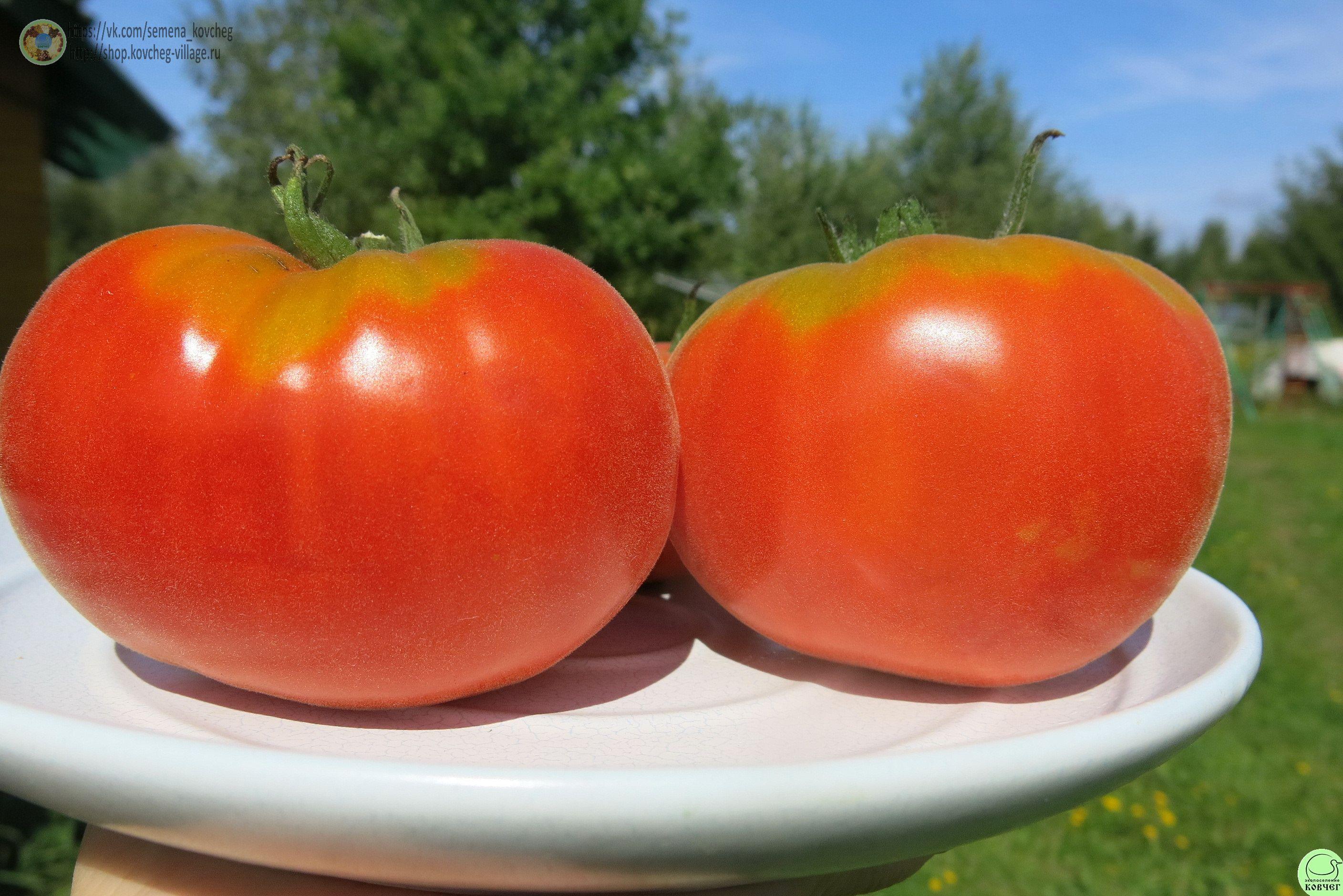 1. Абрикос (6) 2025г. Семена томата Абрикос