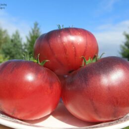 2025г. Семена томата Гигант лазурный