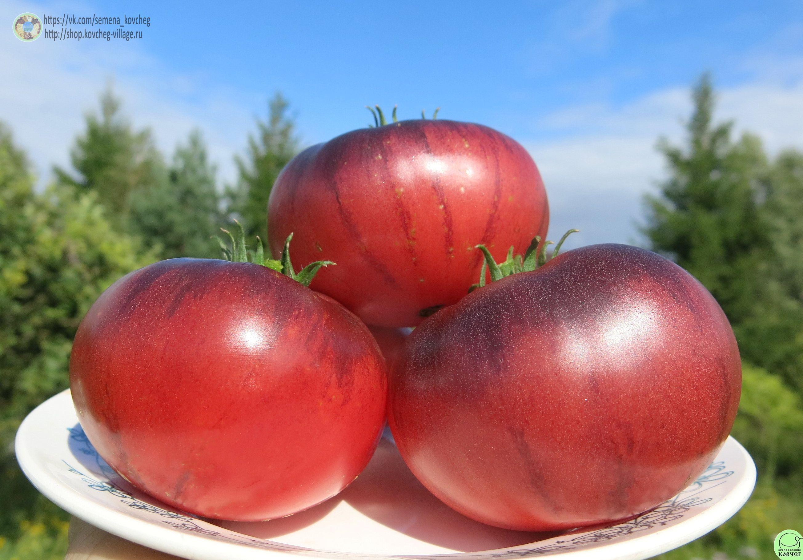 10. Гигант лазурный (16) 2025г. Семена томата Гигант лазурный