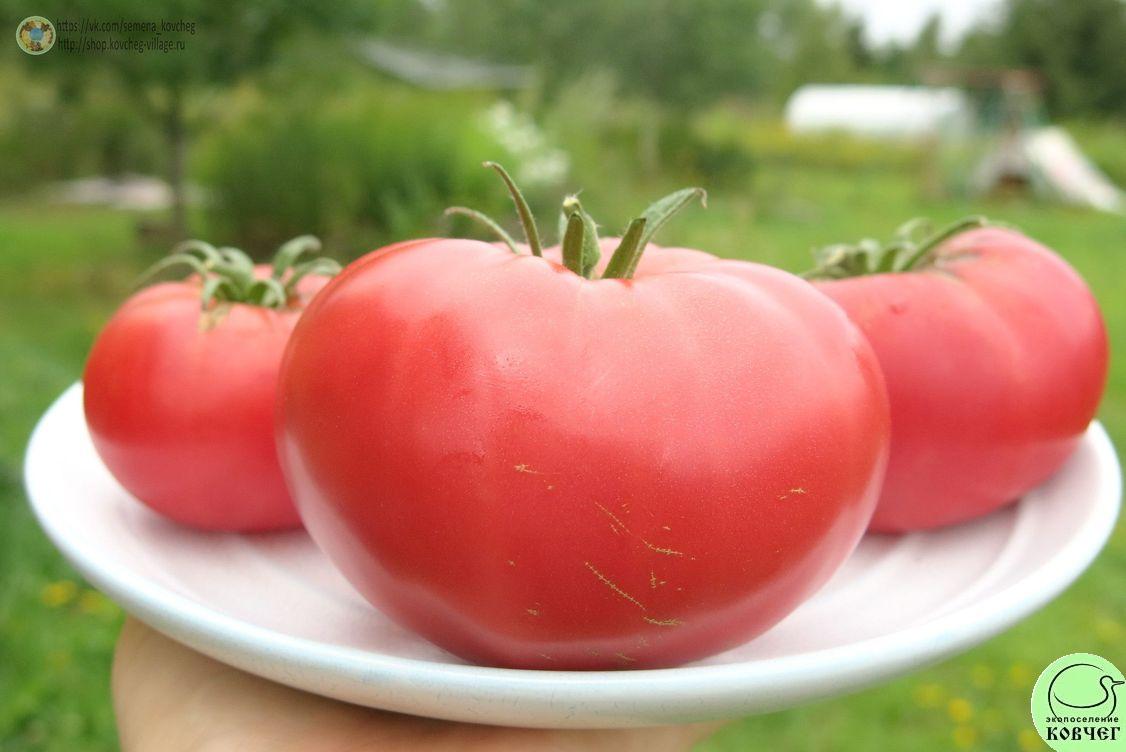 17. Кавказский великан (12)_1 2019г. Семена томата Кавказский великан