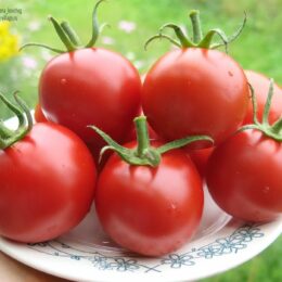 2025г. Семена томата Кечкемети юбилейный