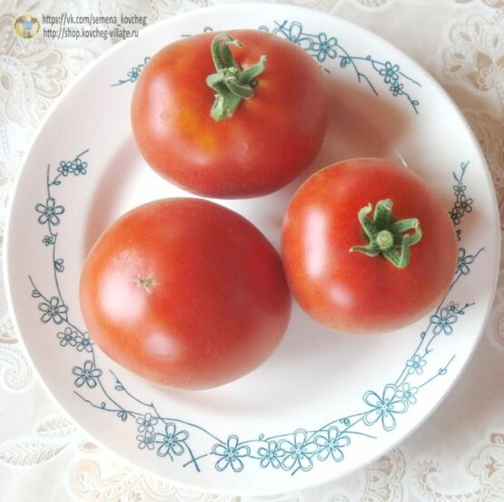 2019г. Семена томата Красный вельвет