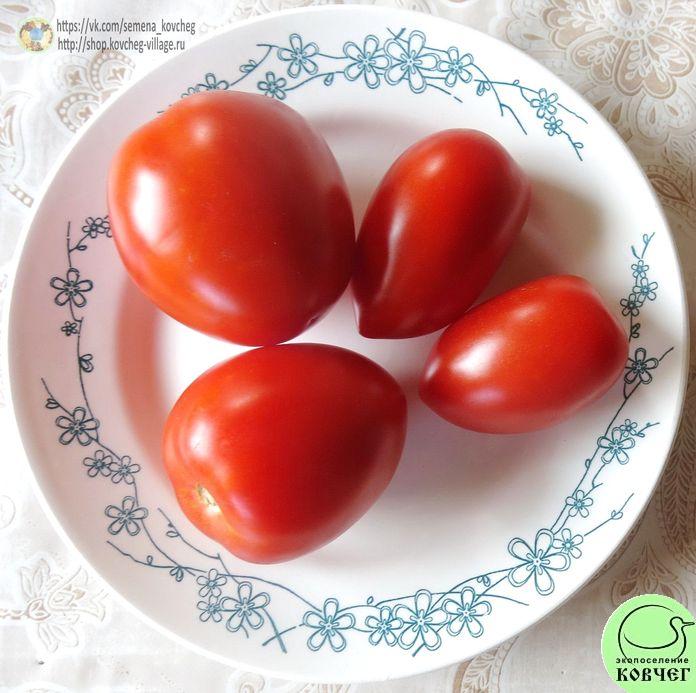 22. Кубышка сибирская (5)_1 2019г. Семена томата Кубышка сибирская