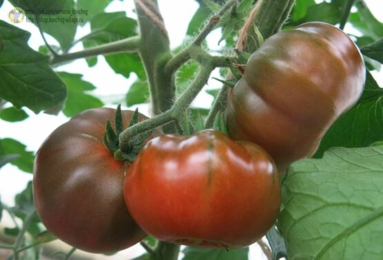 2019г. Семена томата Кумато крупноплодный