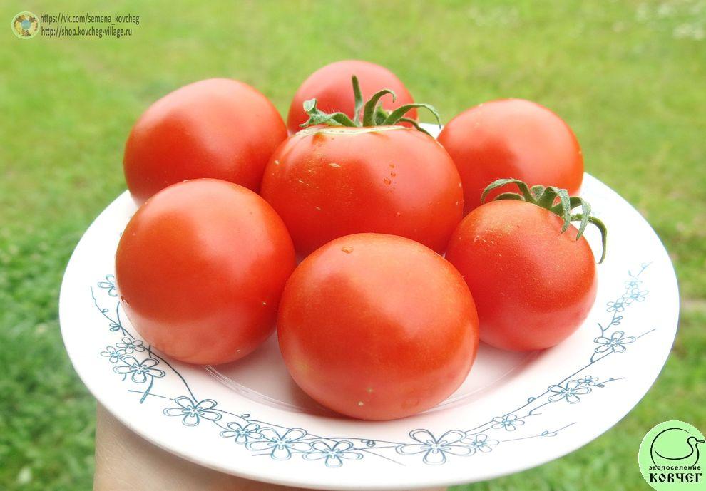 31. Народная скороспелка (2)_1 2019г. Семена томата Народная скороспелка