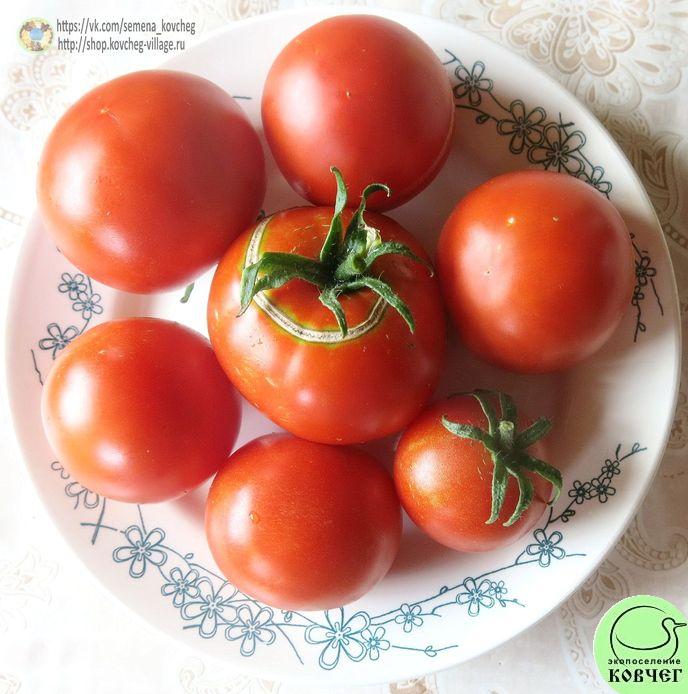 31. Народная скороспелка_1 2019г. Семена томата Народная скороспелка