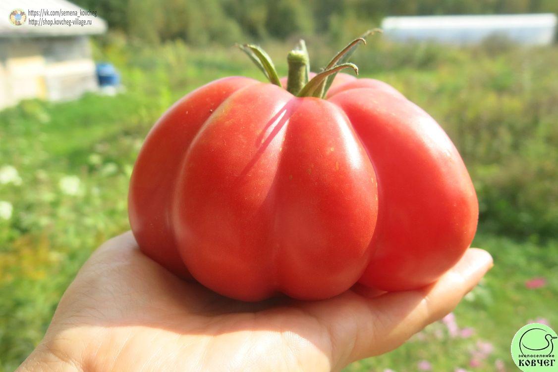 32. Пера (13)_1 2019г. Семена томата Пера