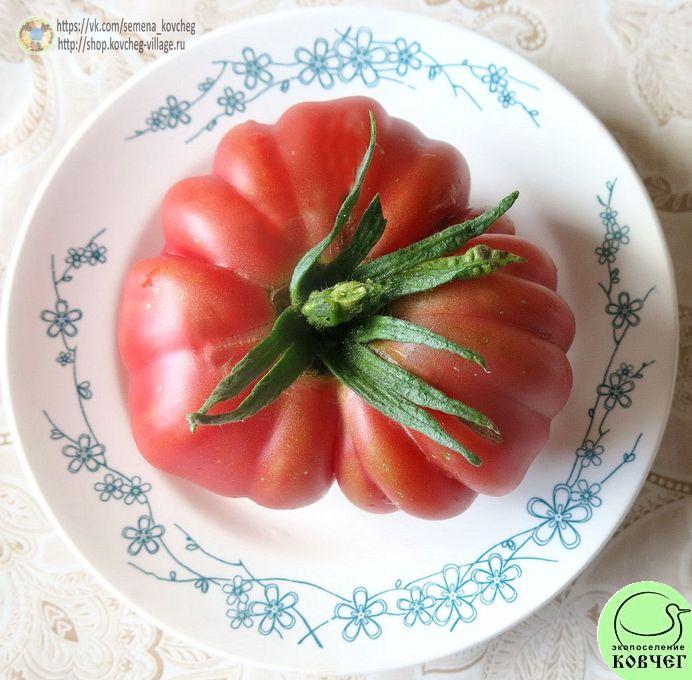 32. Пера (3)_1 2019г. Семена томата Пера