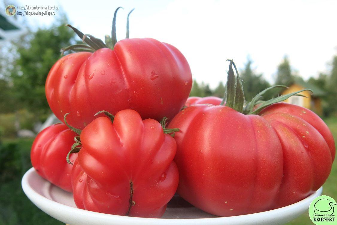 32. Пера (6)_1 2019г. Семена томата Пера