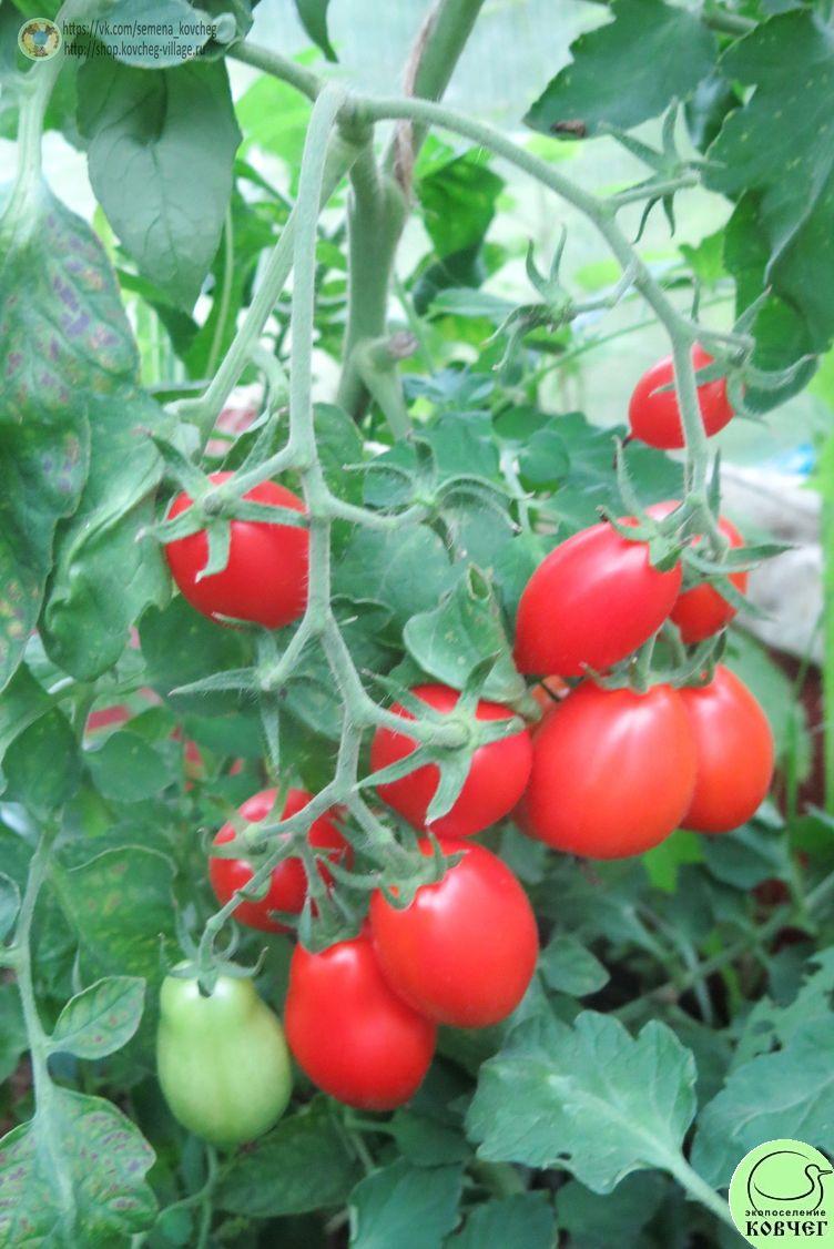 33. Пир на весь мир (2)_1 2019г. Семена томата Пир на весь мир