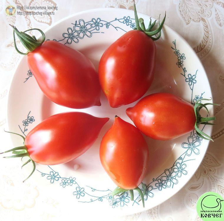 33. Пир на весь мир (5)_1 2019г. Семена томата Пир на весь мир