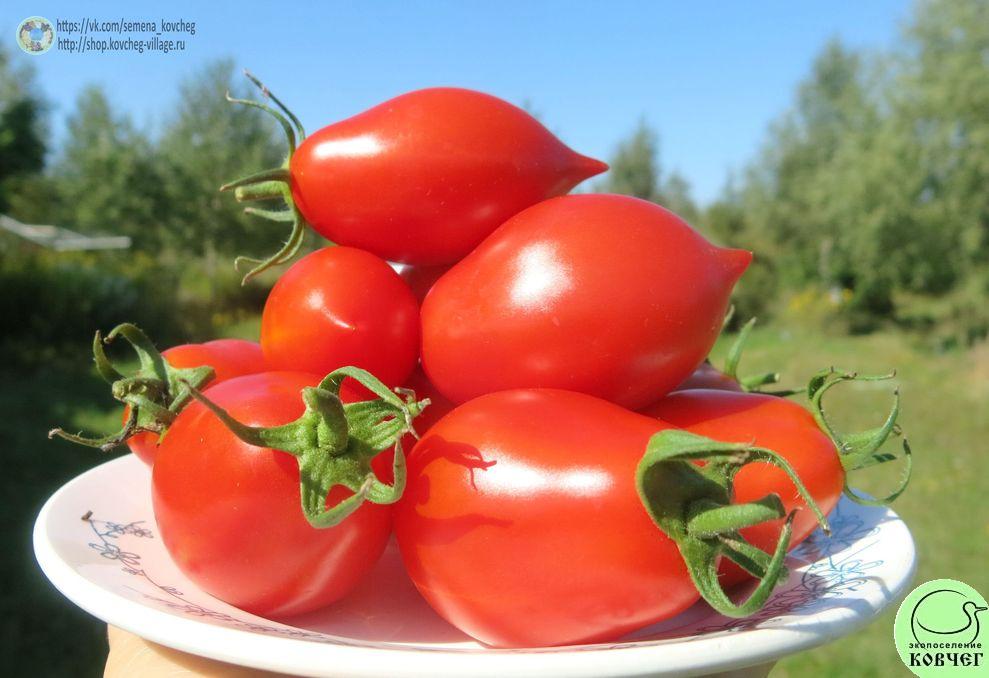 33. Пир на весь мир (9)_1 2019г. Семена томата Пир на весь мир