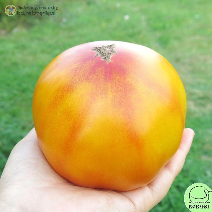 34. Полосатый синка (7)_1 2019г. Семена томата Полосатый синка