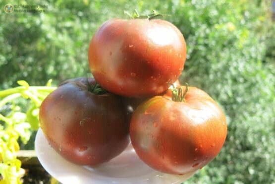 2019г. Семена томата Пурпурная страсть