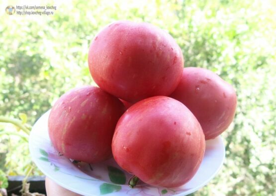 2019г. Семена томата Розовый мохнатый кабан