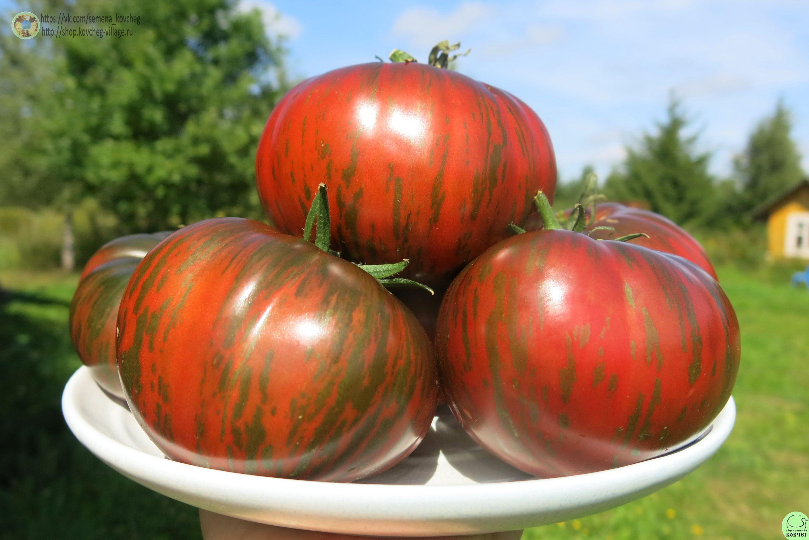 4. Барклай ти дай пинк (8) 2025г. Семена томата Бёркли тай-дай пинк