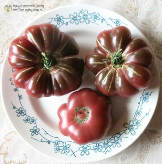 2019г. Семена томата Фиолетовая тыква