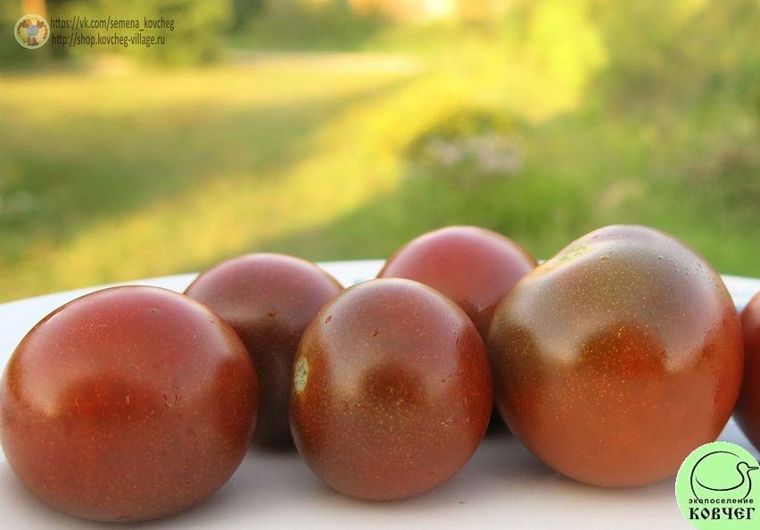 49. Чёрные черри (6)_1 2019г. Семена томата Чёрные черри