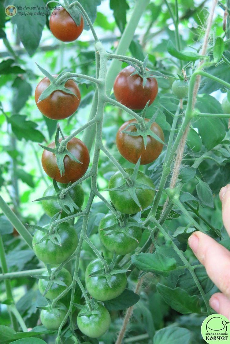 49. Чёрные черри (8)_1 2019г. Семена томата Чёрные черри