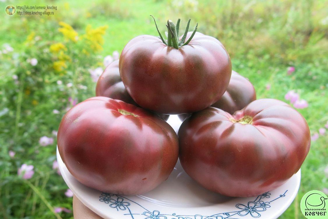 51. Чёрный Крым (10)_1 2019г. Семена томата Чёрный Крым