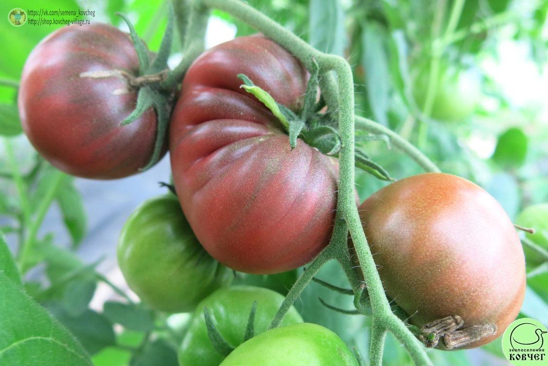 51. Чёрный Крым (5)_1 2019г. Семена томата Чёрный Крым