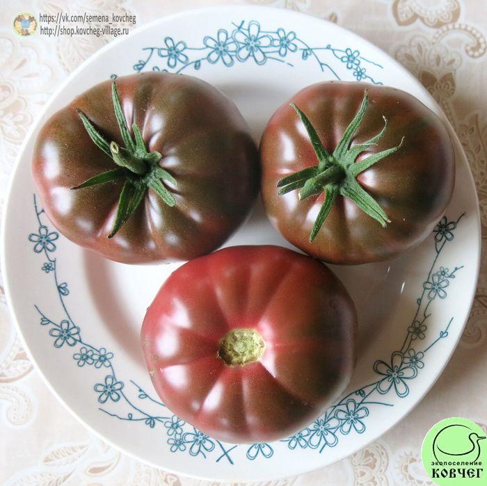 51. Чёрный Крым (8)_1 2019г. Семена томата Чёрный Крым