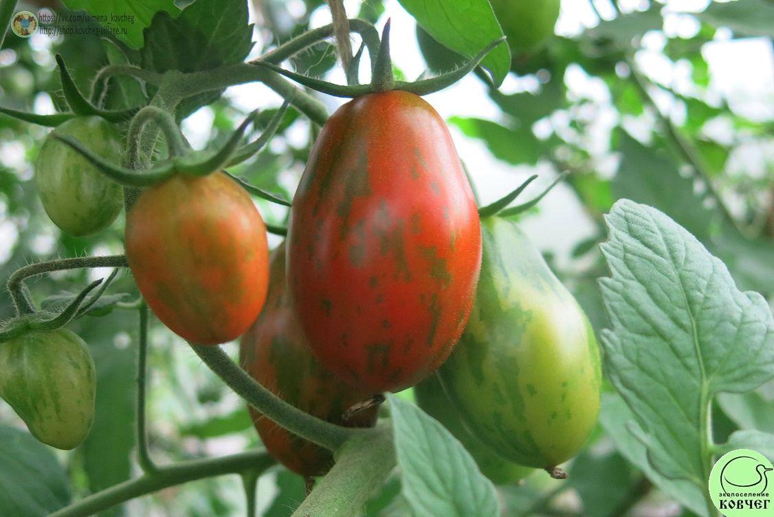Прошлогодние помидоры. Краткий обзор. - 11 ответов форум Babyblog