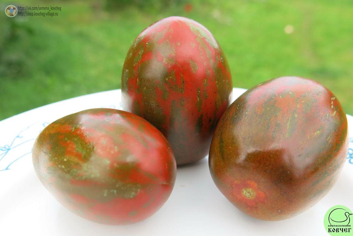 52. Чёрный мавр полосатый (2)_1 2019г. Семена томата Чёрный мавр полосатый