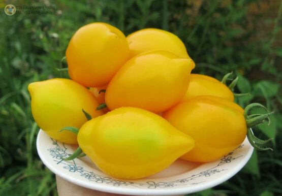 2019г. Семена томата Чилийский лимон