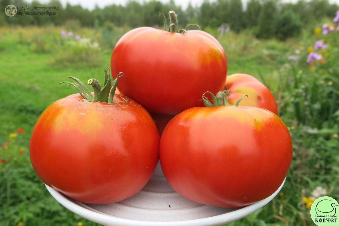 57. Шапка Мономаха (10)_1 2019г. Семена томата Шапка Мономаха
