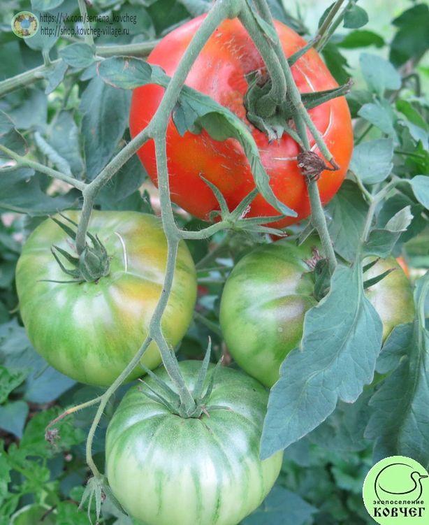 57. Шапка Мономаха (6)_1 2019г. Семена томата Шапка Мономаха