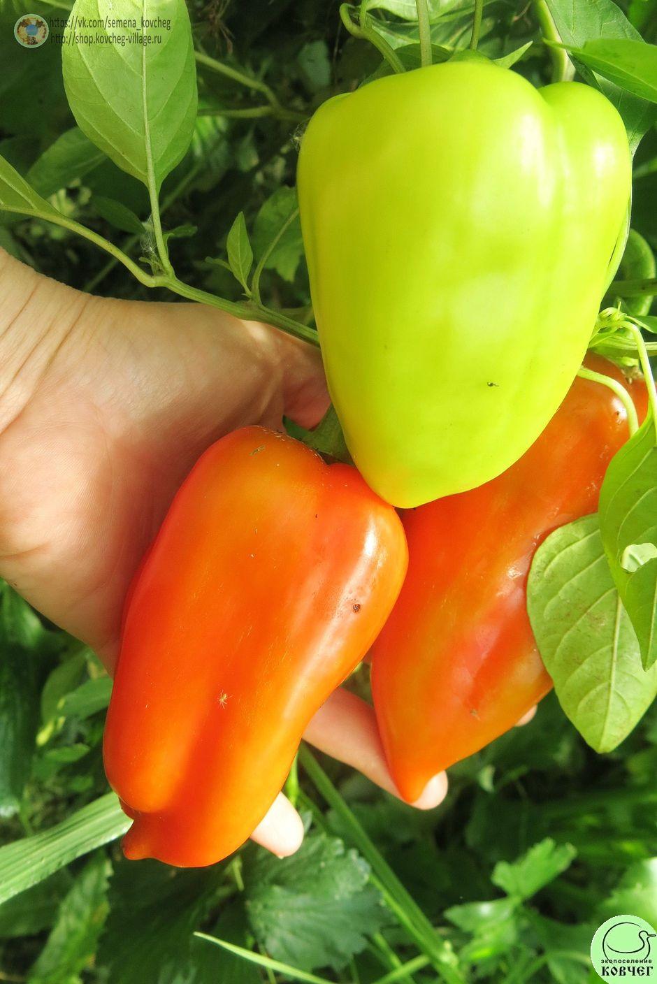 Перец сладкий 15. Шахиня (2)_2_1 2019г. Семена перца сладкого Шахиня