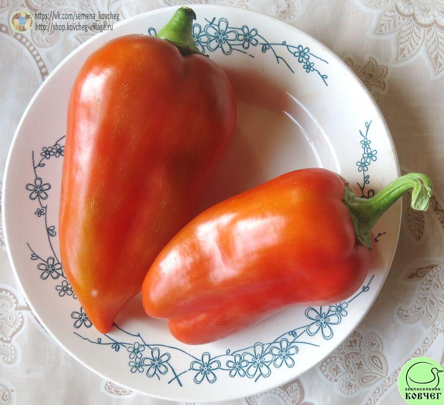 Перец сладкий 15. Шахиня (4)_2_1 2019г. Семена перца сладкого Шахиня