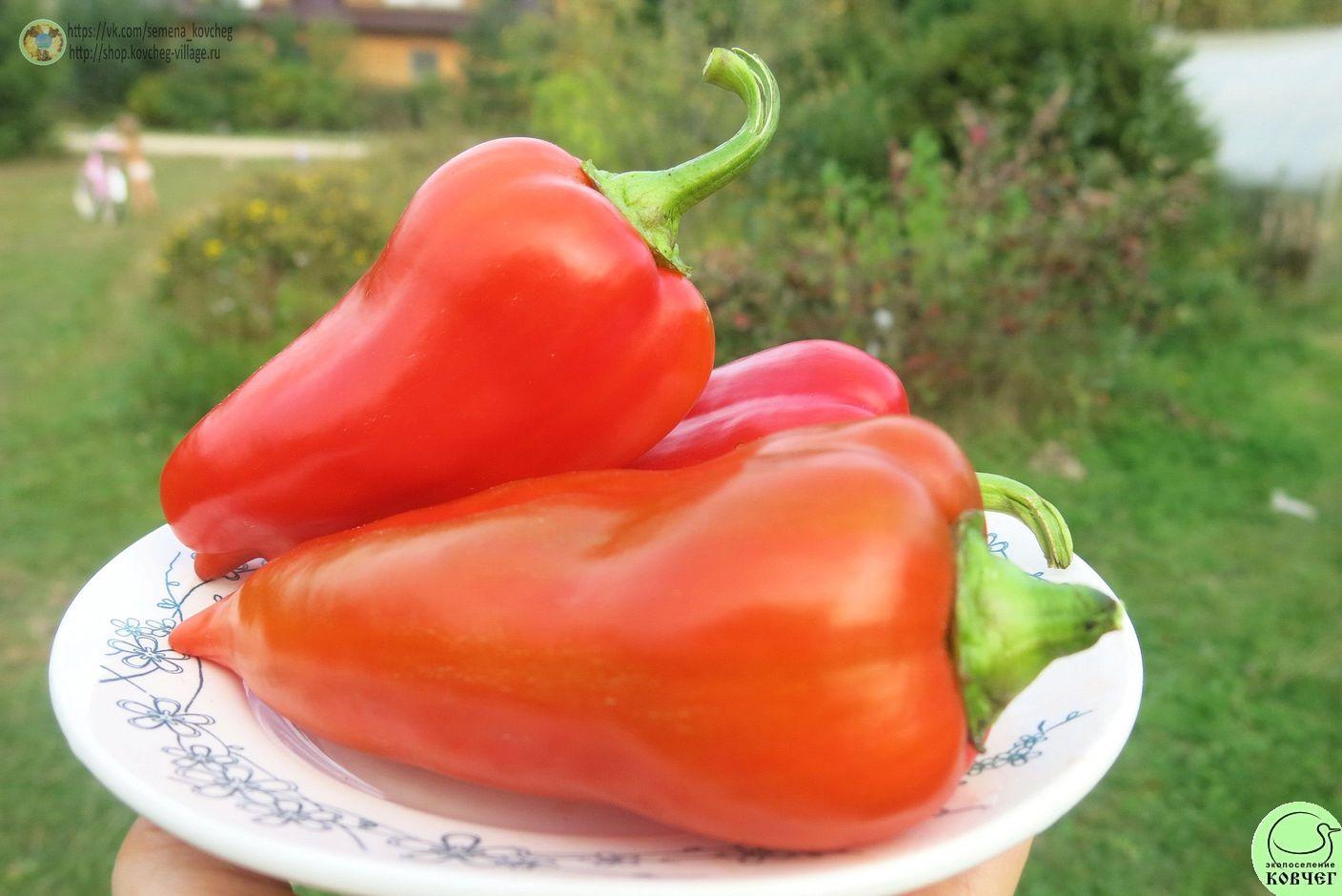 Перец сладкий 15. Шахиня (6)_2_1 2019г. Семена перца сладкого Шахиня