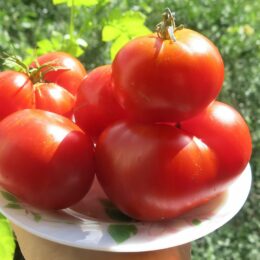 2024г. Семена томата Вкус солнца