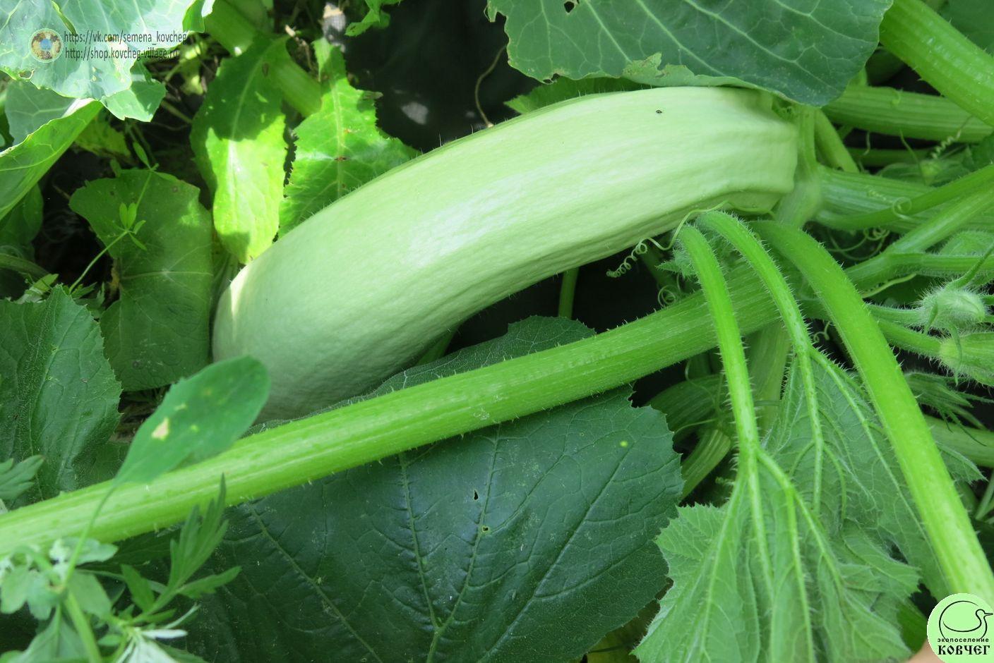 Кабачок Белоплодный_1_1 2023г. Семена кабачка Белоплодный длинный